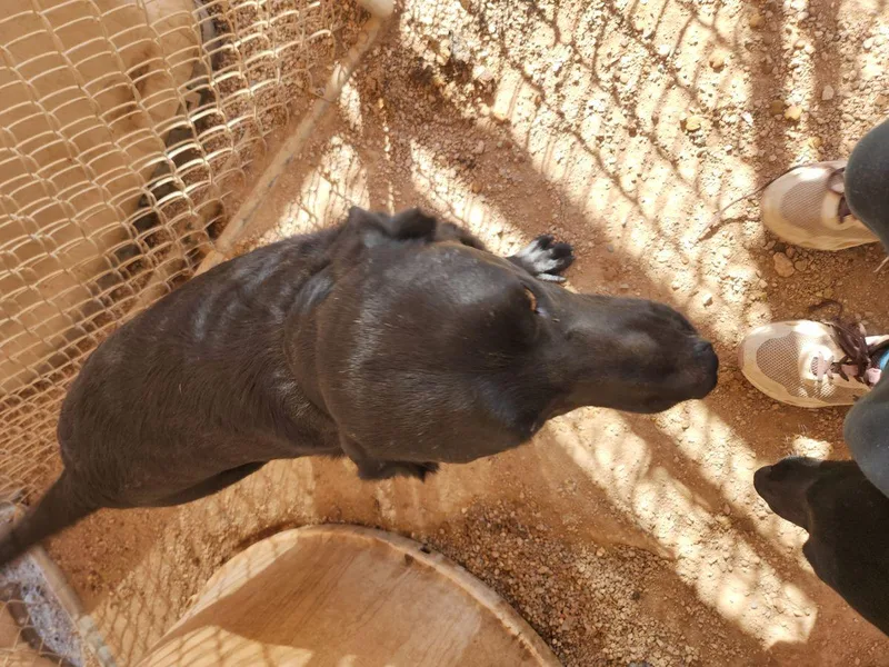 An adult medium-sized male Labrador Retriever dog named Max for adoption in Kingman, AZ