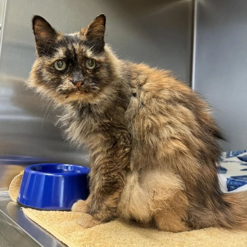 A baby medium-sized female Tortoiseshell Domestic Long Hair cat named Edie for adoption in Lynchburg, VA