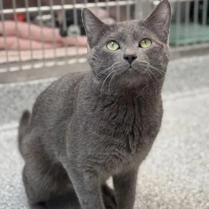 A young medium-sized male Gray / Blue / Silver Domestic Short Hair cat named Neptune for adoption in Tinley Park, IL