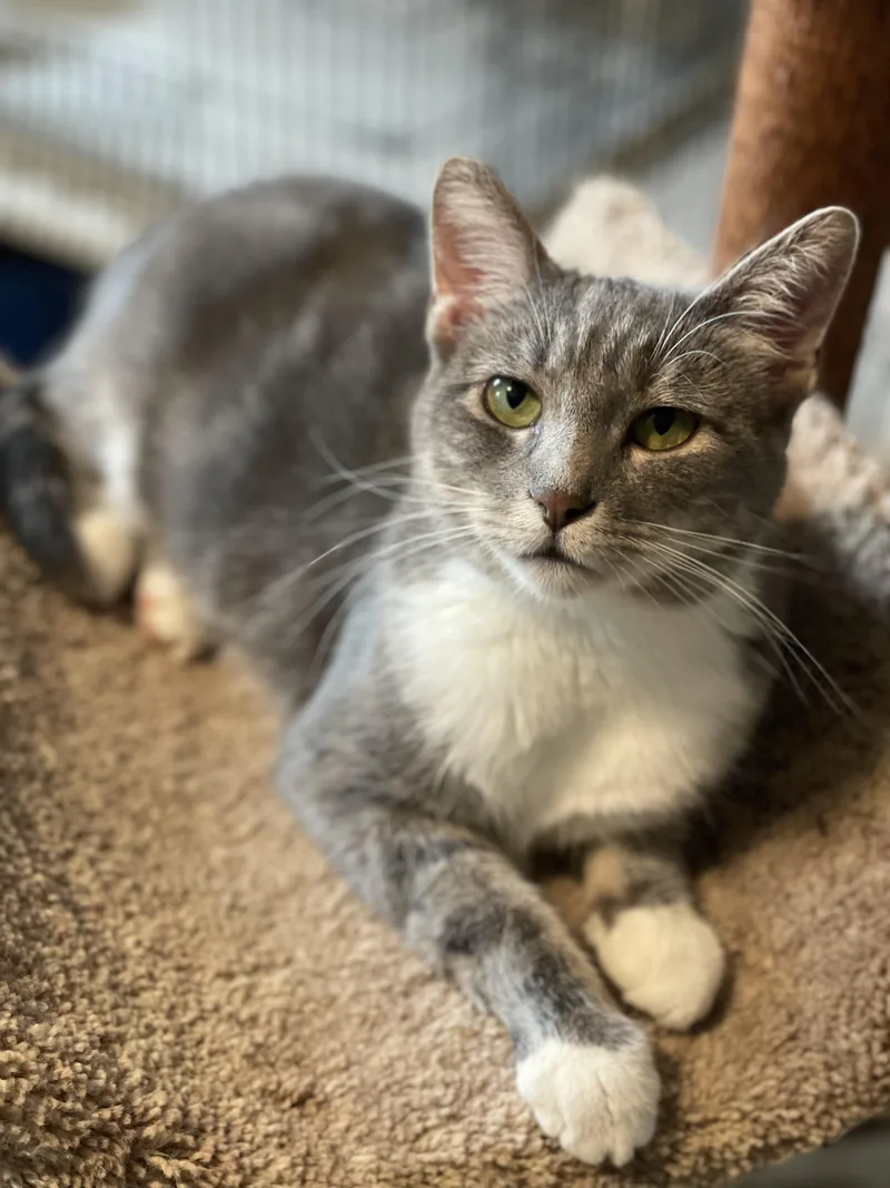A young medium-sized female Tabby (Gray / Blue / Silver) Domestic Short Hair cat named Fluffy for adoption in Lacon, IL