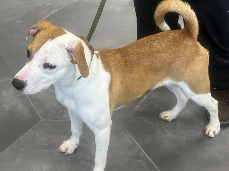 An adult medium-sized female Brown / Chocolate Beagle dog named Rosie for adoption in La Grange, KY