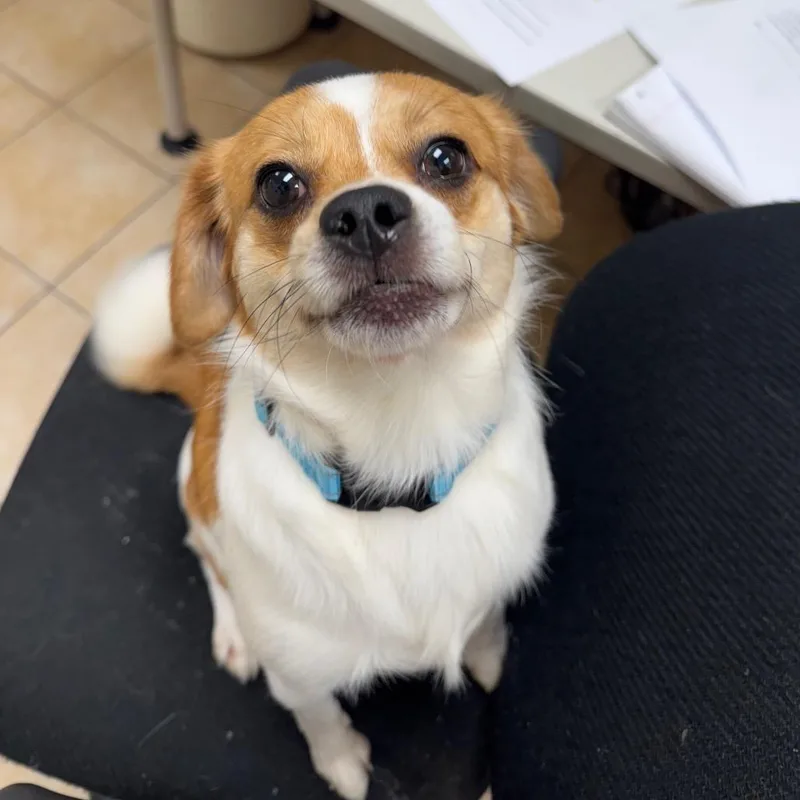 An adult small-sized male White / Cream Pug dog named Oregano for adoption in Pekin, IL