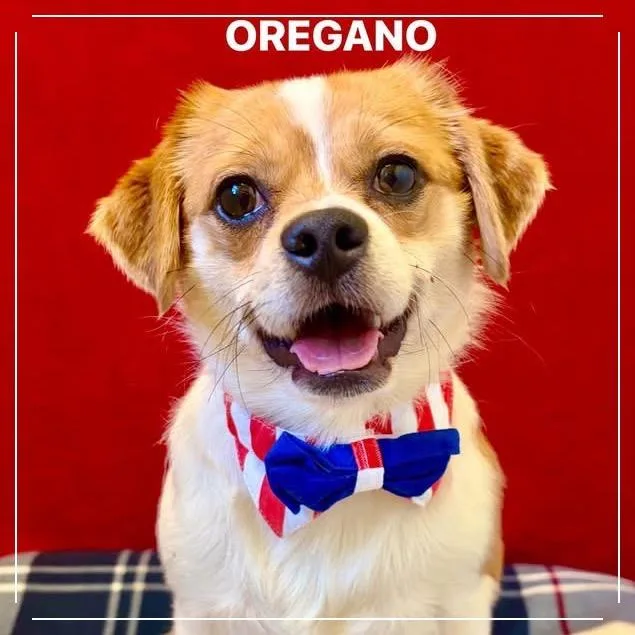 Oregano thumbnail 6