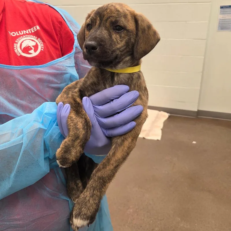 A baby small-sized male Brindle Hound dog named Jack Abbott for adoption in Chattanooga, TN