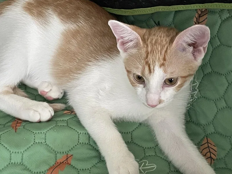 A baby medium-sized female Orange & White Domestic Short Hair cat named Cara for adoption in Glendale, AZ