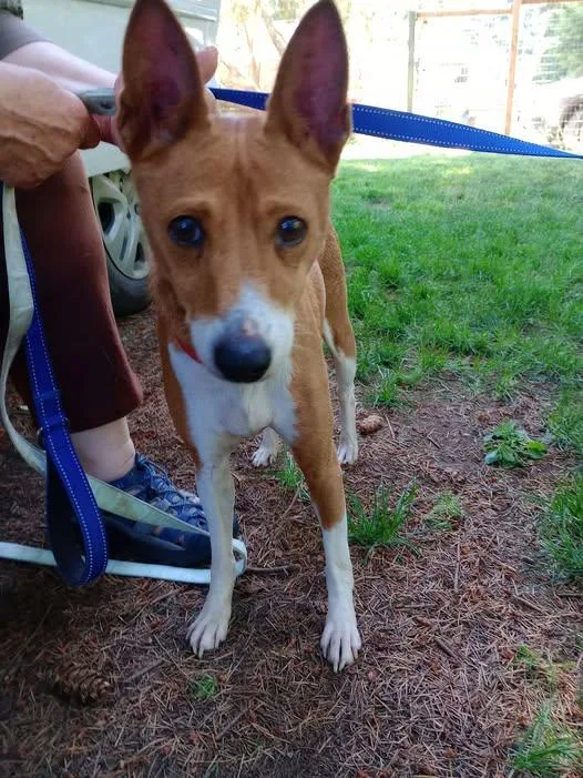 An adult medium-sized male Sable Basenji dog named Lil Bit for adoption in Rochester, WA