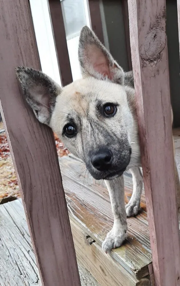 A baby medium-sized female Dutch Shepherd dog named Holly for adoption in Charlotte, NC