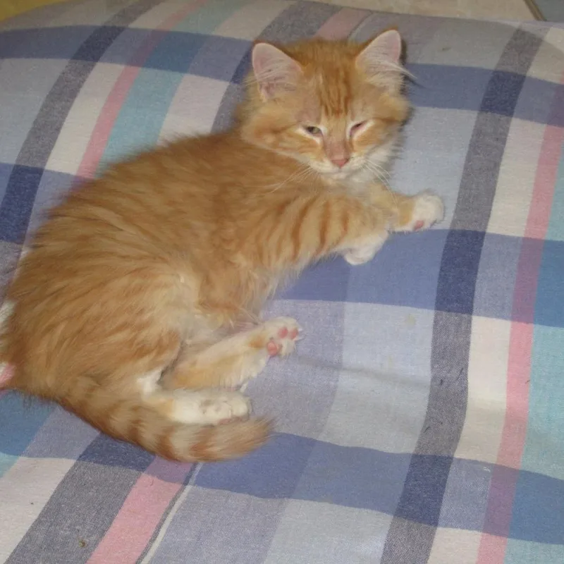 A baby small-sized male Orange / Red Domestic Long Hair cat named Bennett for adoption in Rochester, MN