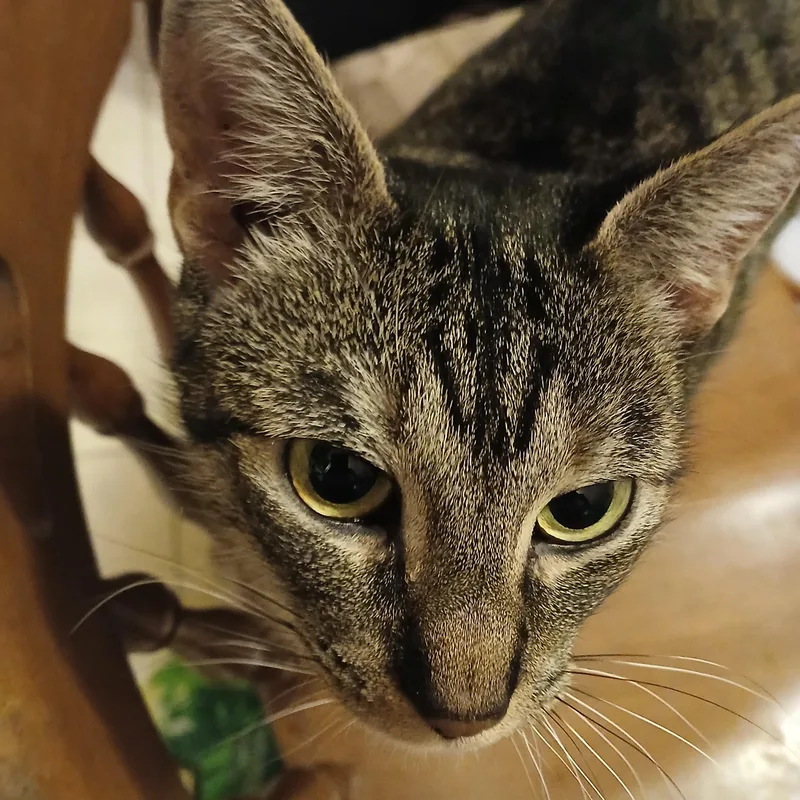 Macaroni thumbnail 2