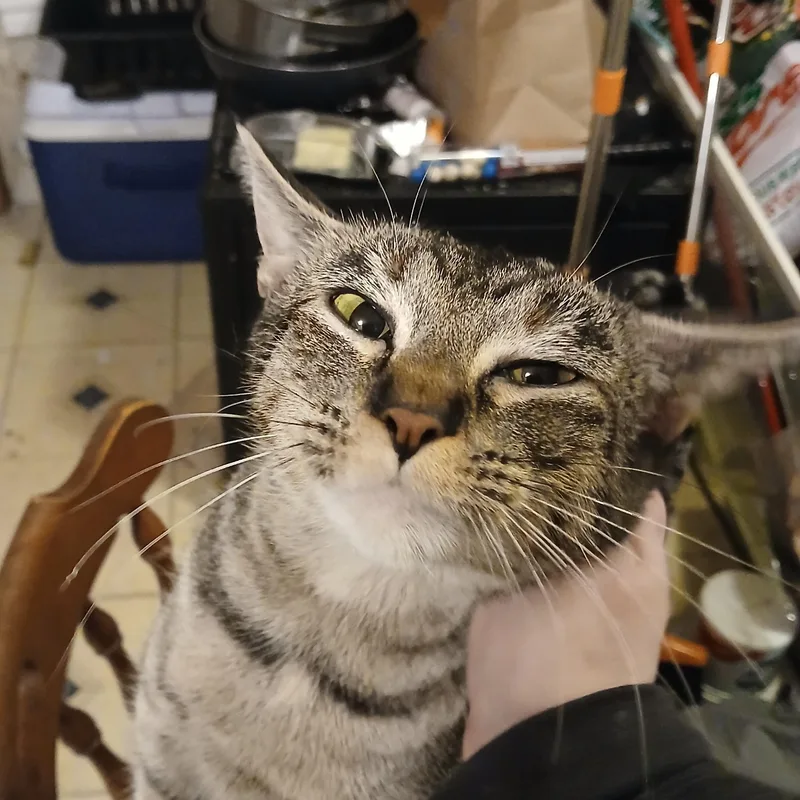 Macaroni thumbnail 3