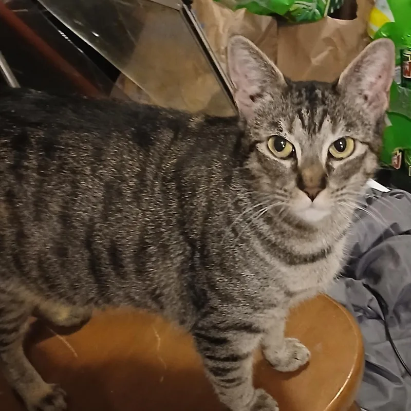 Macaroni thumbnail 4