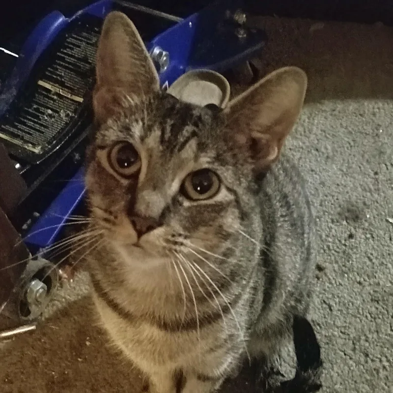 Macaroni thumbnail 6