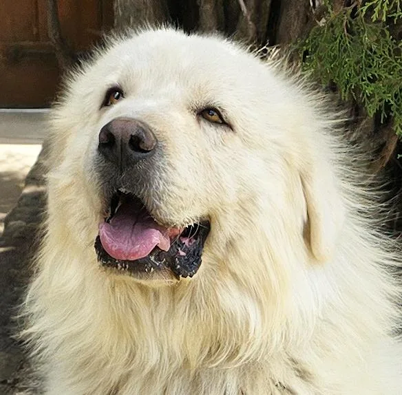 Handsome Mr Hayden Golden