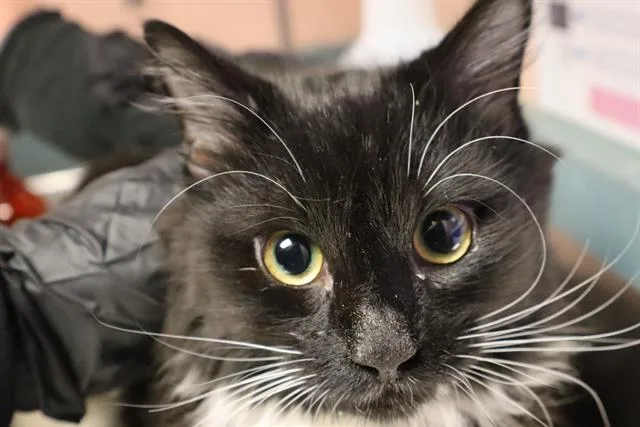 A young medium-sized female Domestic Short Hair cat named Mary for adoption in Columbia, SC