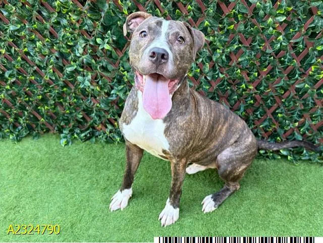 An adult large-sized male Mixed Breed dog named Buddy for adoption in West Palm Beach, FL