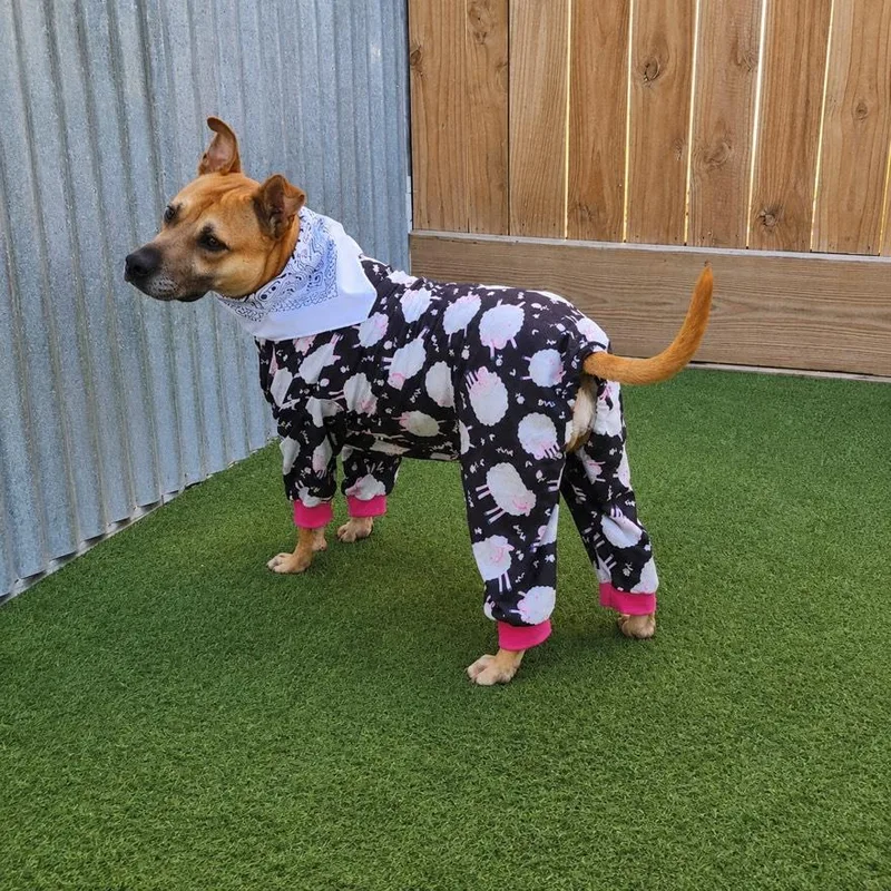 A young medium-sized female Golden American Staffordshire Terrier dog named Rae for adoption in Oak Point, TX