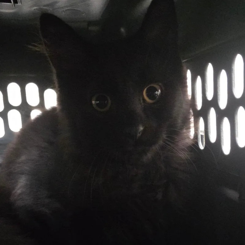 Blackie thumbnail 2