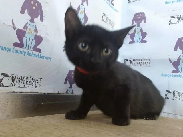 A baby small-sized female Domestic Short Hair cat named Pumpkin for adoption in Orlando, FL