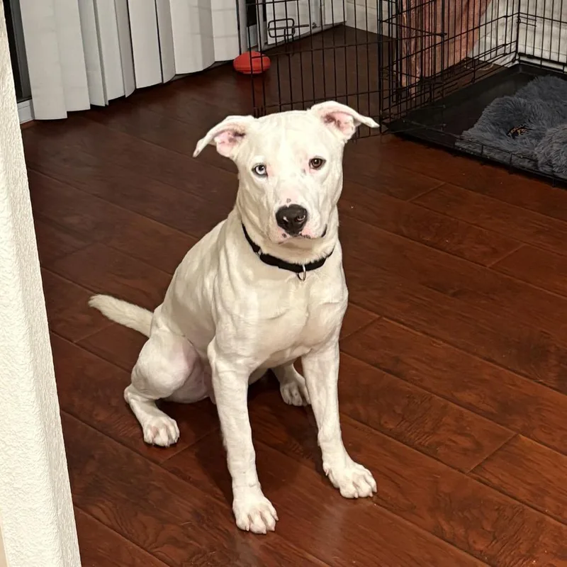 Cinnamon Roll thumbnail 2