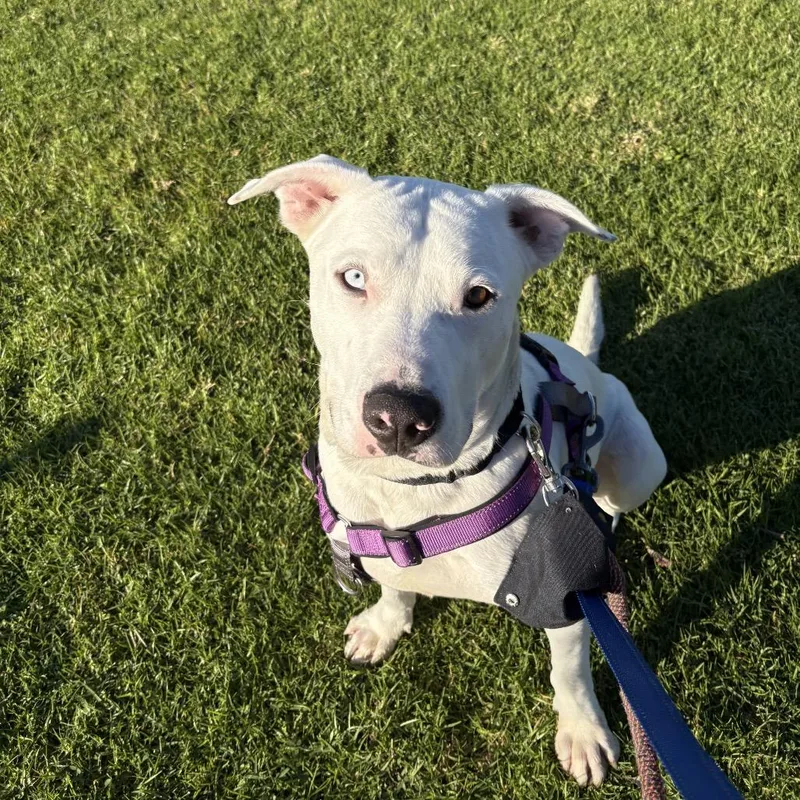 Cinnamon Roll thumbnail 3