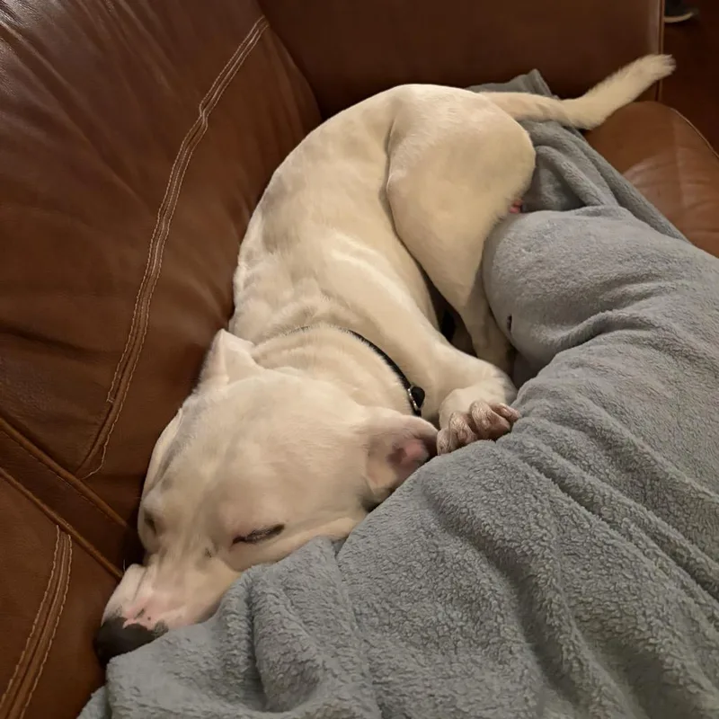 Cinnamon Roll thumbnail 4