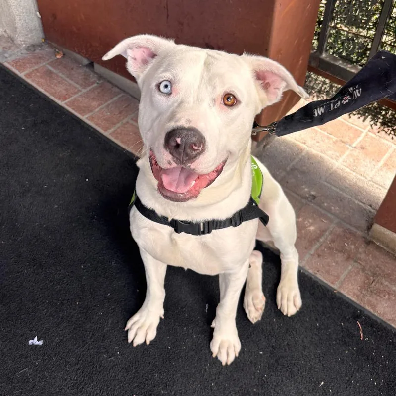 Cinnamon Roll thumbnail 5