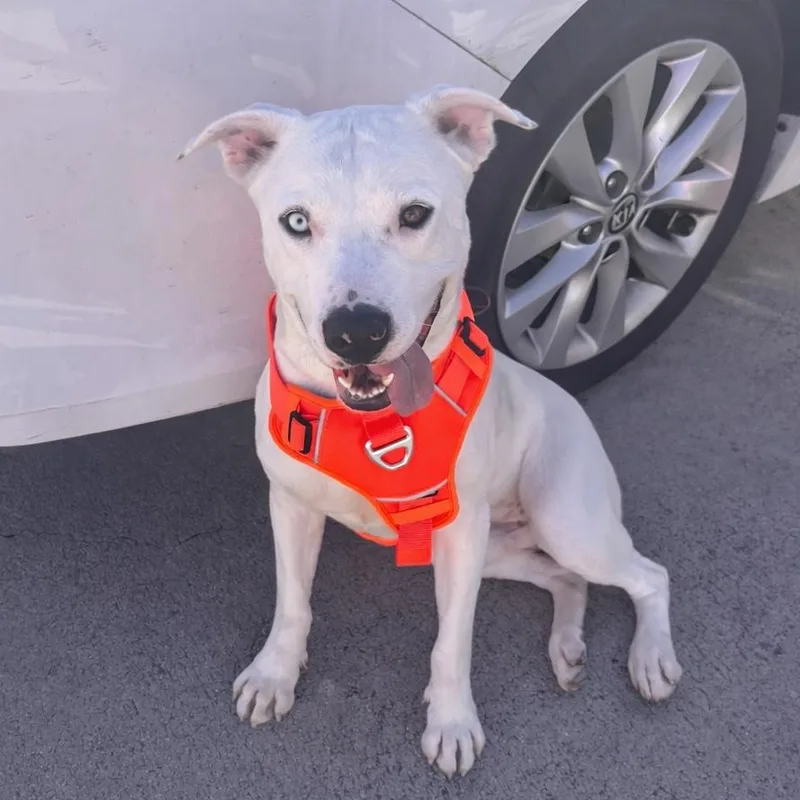 Cinnamon Roll thumbnail 6