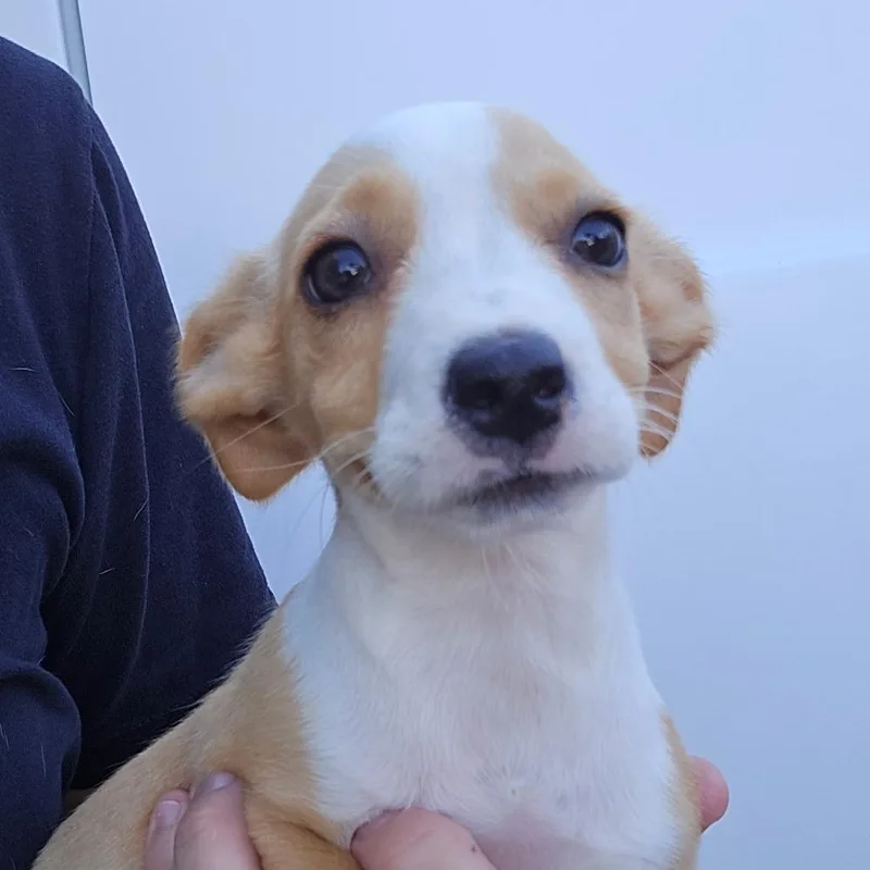 A baby medium-sized female Yellow / Tan / Blond / Fawn Mixed Breed dog named Lagoon for adoption in Williston, FL