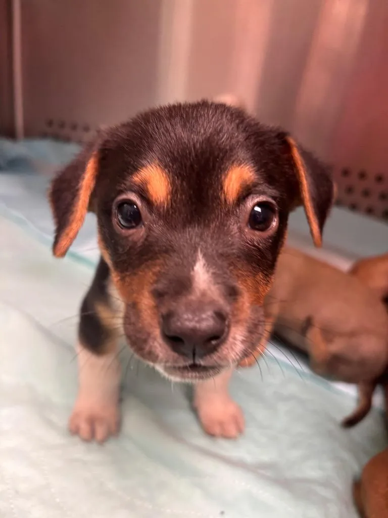 A baby medium-sized male Chihuahua dog named Ace for adoption in Morgantown, KY