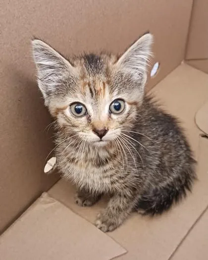 A baby medium-sized female Domestic Short Hair cat named Kara for adoption in West Memphis, AR
