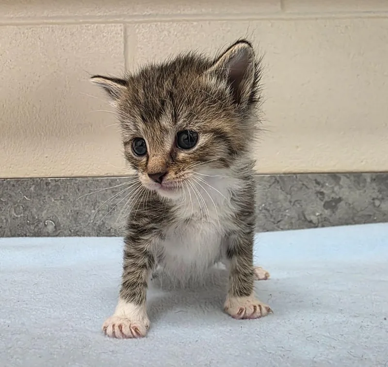 A baby medium-sized male Domestic Short Hair cat named Lancelot for adoption in Greeneville, TN