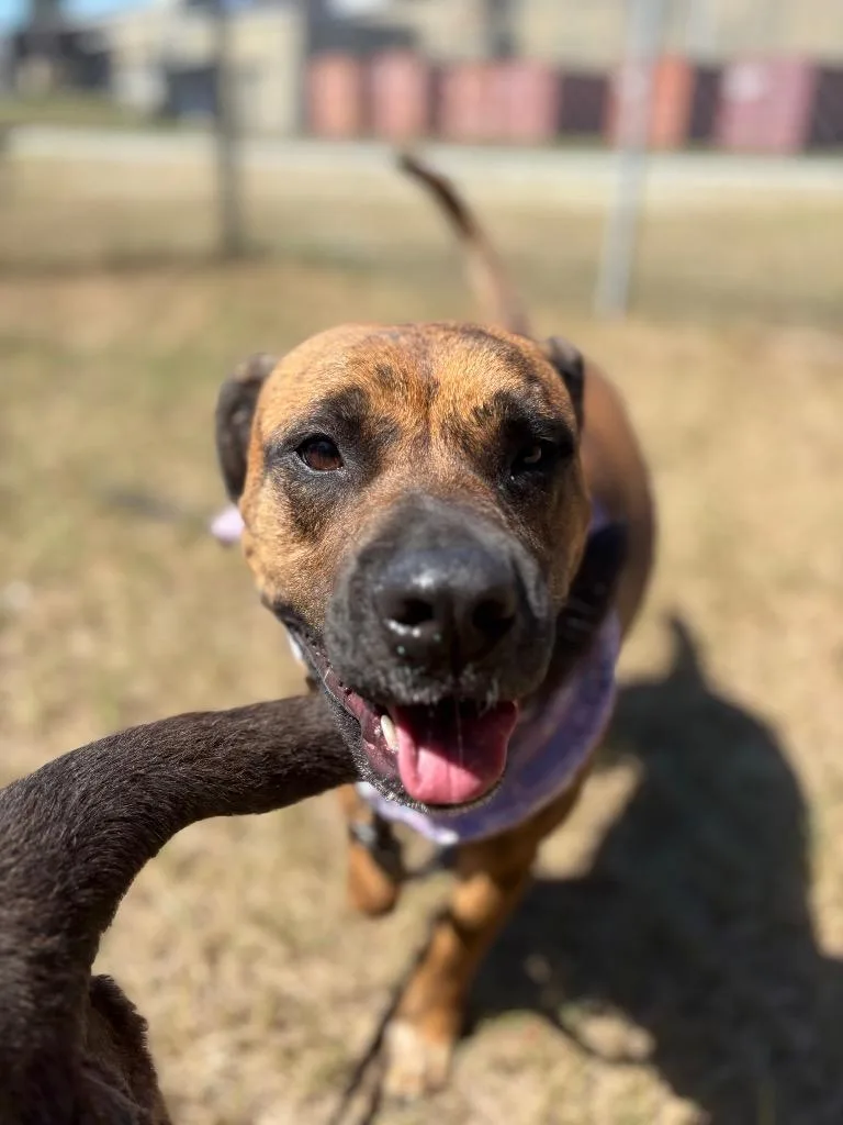 An adult medium-sized female Brindle Mixed Breed dog named Sasha for adoption in Winnsboro, SC