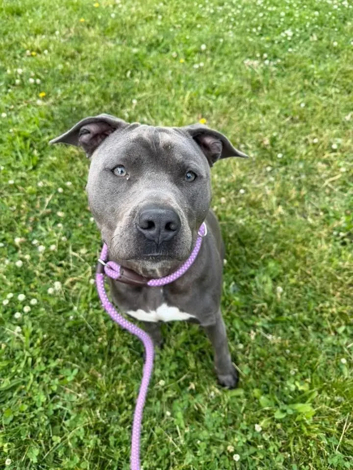 An adult medium-sized male Gray / Blue / Silver Pit Bull Terrier dog named Gherkin for adoption in Chicago, IL