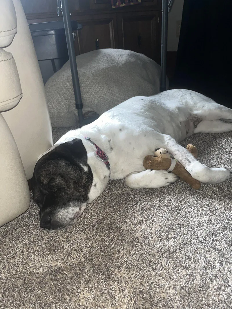 An adult large-sized female Spaniel dog named Paula for adoption in Estherville, IA