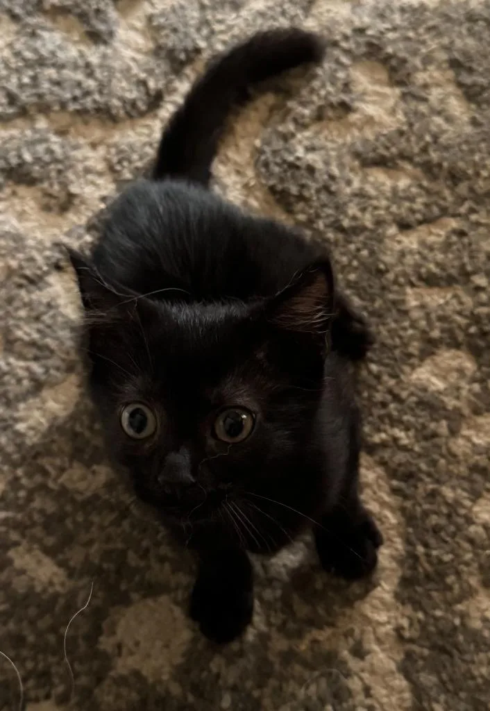 A baby small-sized female Domestic Short Hair cat named Hazel for adoption in Burnsville, NC