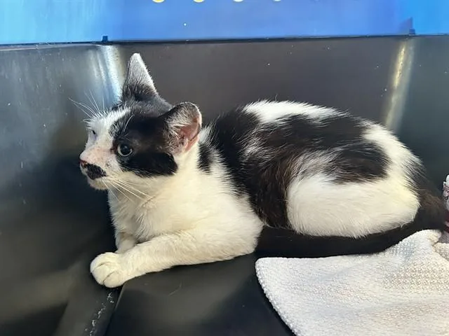 A young small-sized female Domestic Short Hair cat named Periwinkle for adoption in Ocala, FL