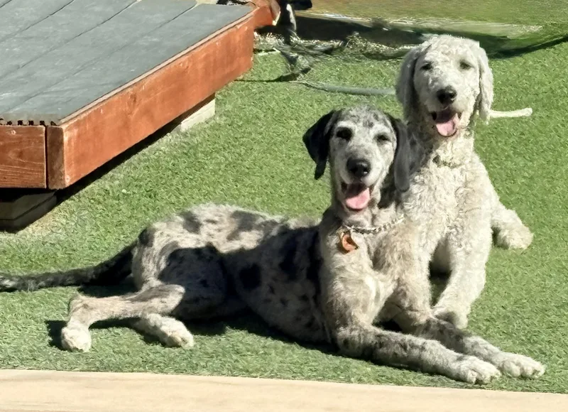 An adult large-sized female White / Cream Great Dane dog named Emi for adoption in La Mesa, CA