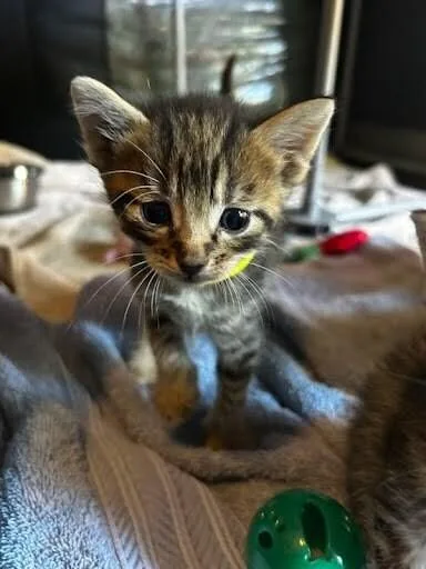 A young small-sized male Tabby (Brown / Chocolate) Domestic Short Hair cat named Skip for adoption in Cincinnati, OH