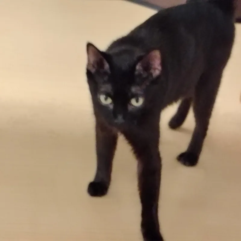 A young small-sized female Black Bombay cat named Elise for adoption in Montour Falls, NY