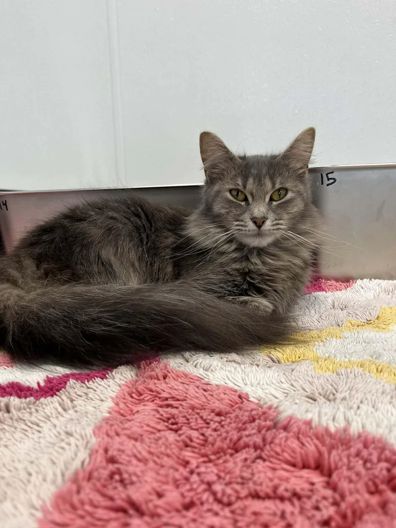 Elizabeth Taylor thumbnail 2