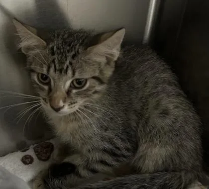 A young small-sized male Domestic Short Hair cat named Tex for adoption in Phoenix, AZ