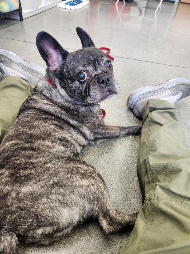 A senior small-sized male French Bulldog dog named Lenny for adoption in Holland, MI