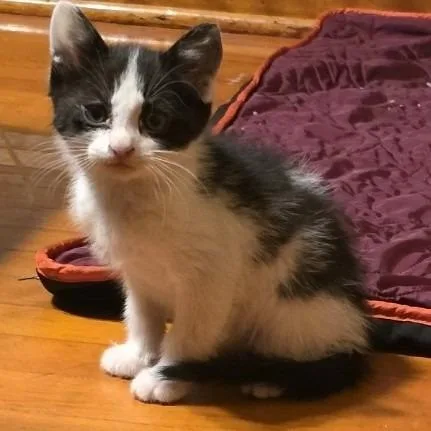 A baby small-sized male Black Domestic Short Hair cat named Williams C for adoption in Princeton, MN