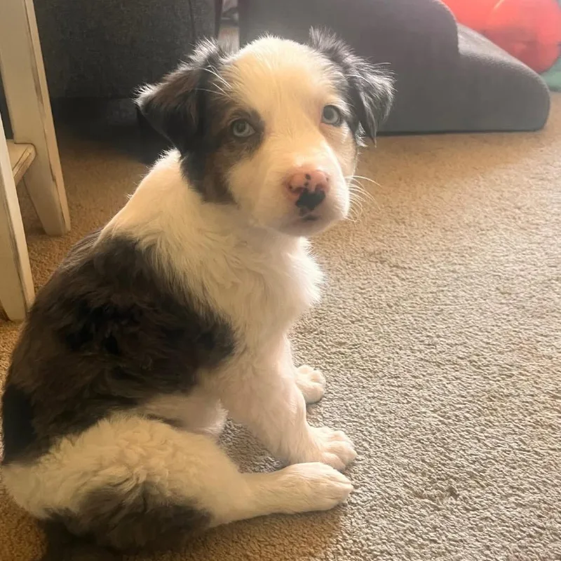 A baby medium-sized female White / Cream Australian Shepherd dog named Mazie for adoption in Huntsville, AL