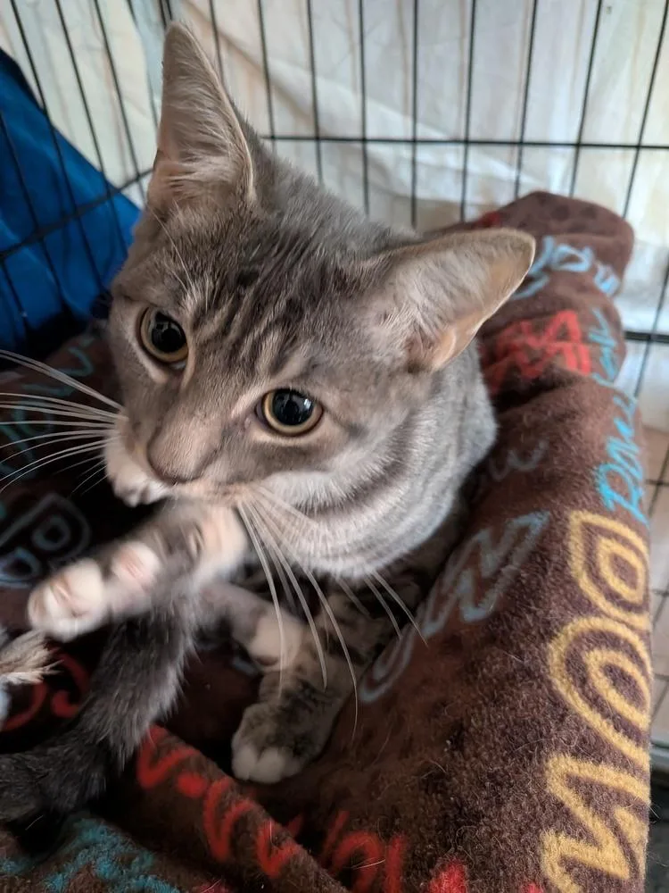 A baby small-sized male Domestic Short Hair cat named Tiger for adoption in Duxbury, MA