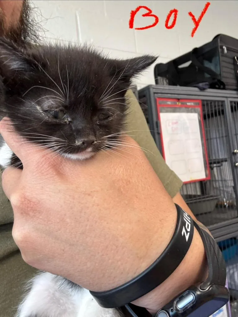 A baby medium-sized male Tuxedo cat named Abe for adoption in Johnson City, TN