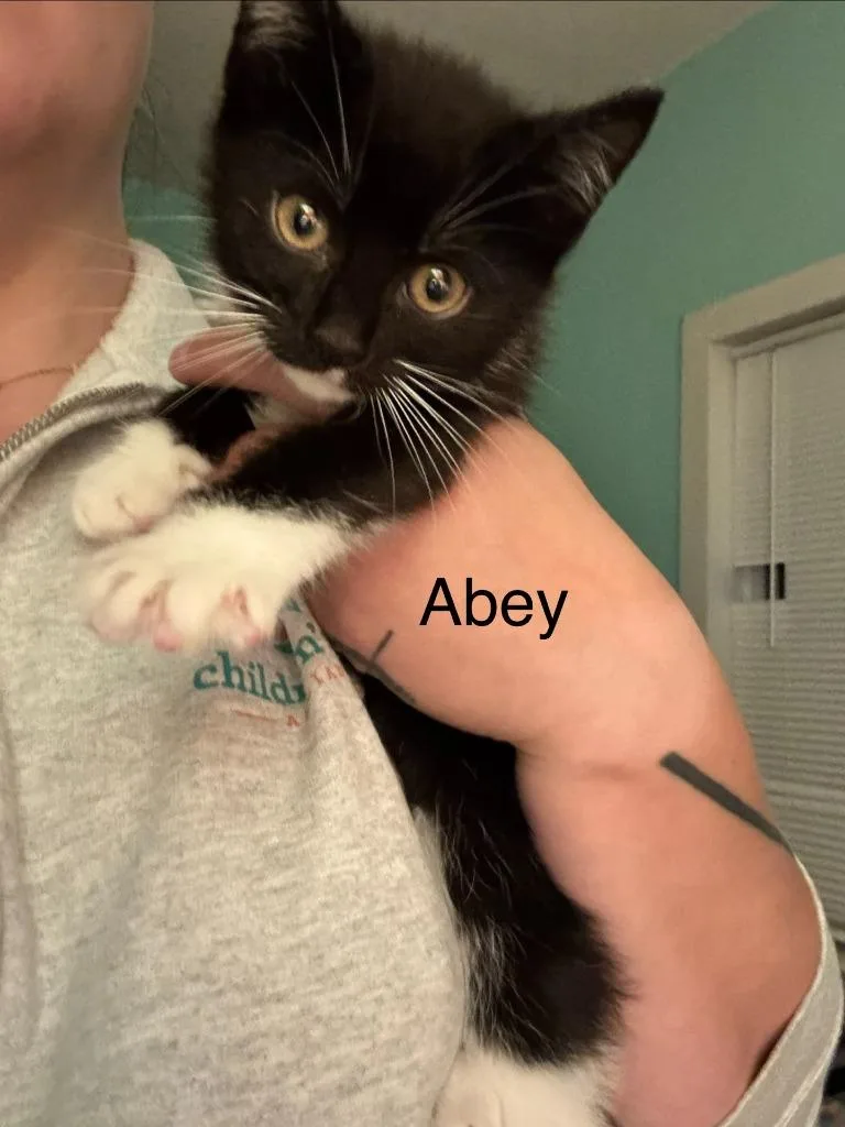 Abe thumbnail 3