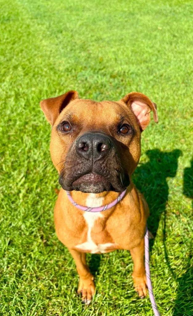 A young large-sized male Boxer dog named Oatmeal for adoption in New Bern, NC