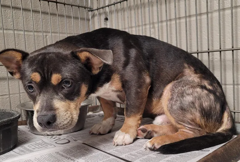 A young medium-sized male Pit Bull Terrier dog named Tuffy for adoption in Hopkinsville, KY