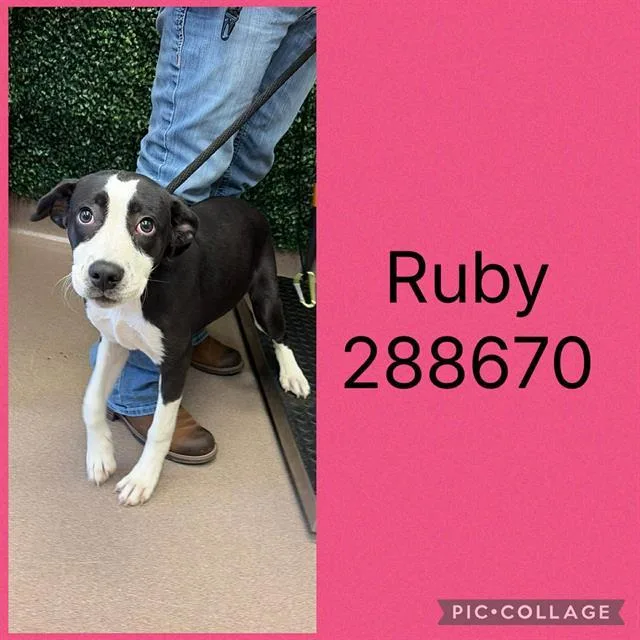 A baby small-sized female Mixed Breed dog named Ruby for adoption in Macon, GA